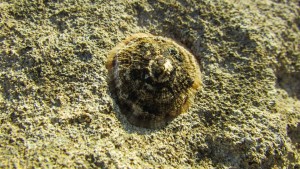 priljepak-limpet-1222848_960_720