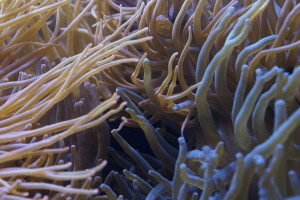 anemones-vlasulja